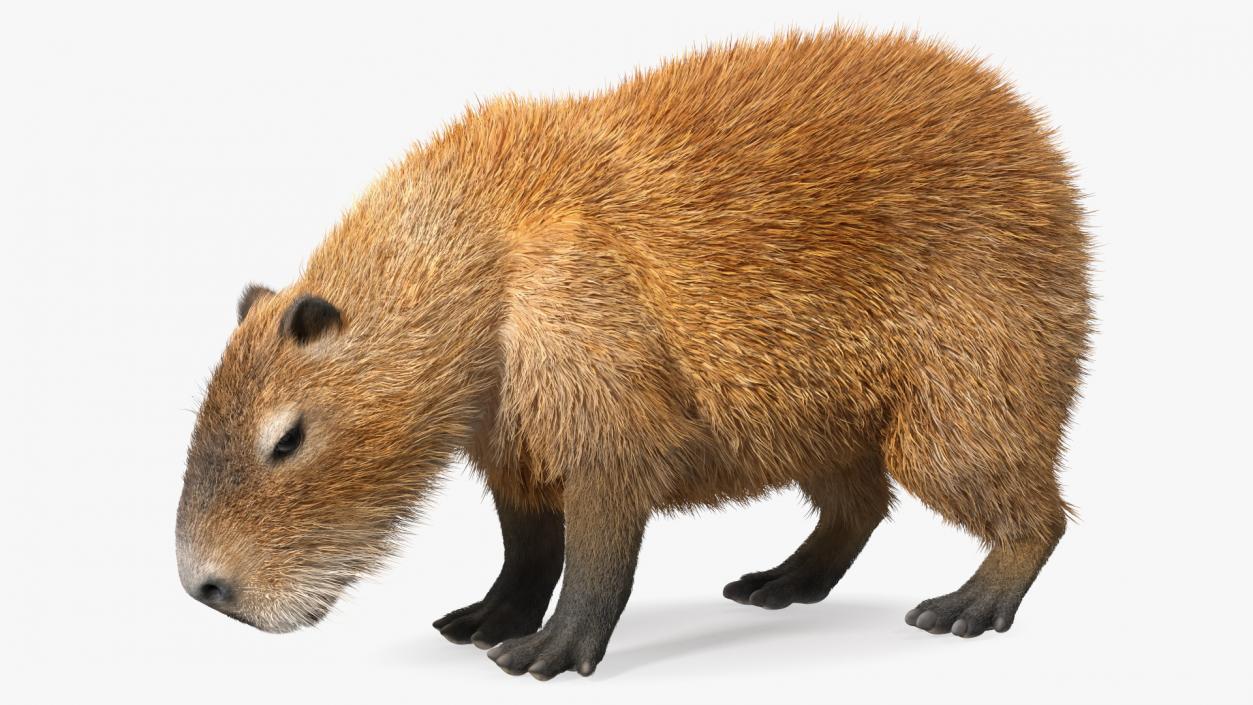 Capybara Eating Pose Fur 3D model