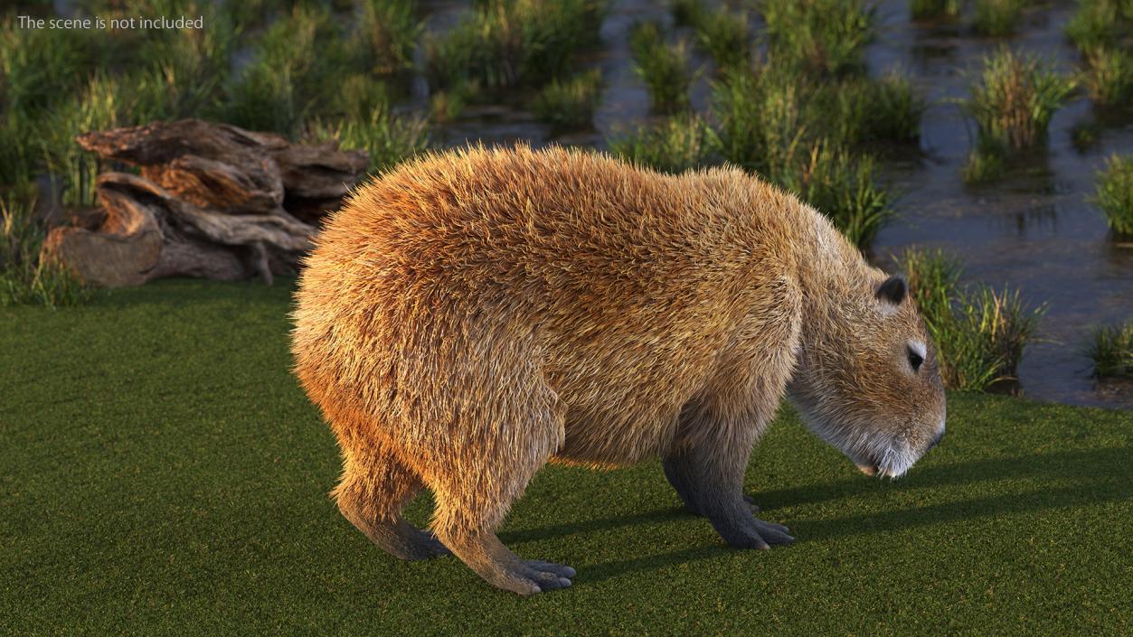 Capybara Eating Pose Fur 3D model