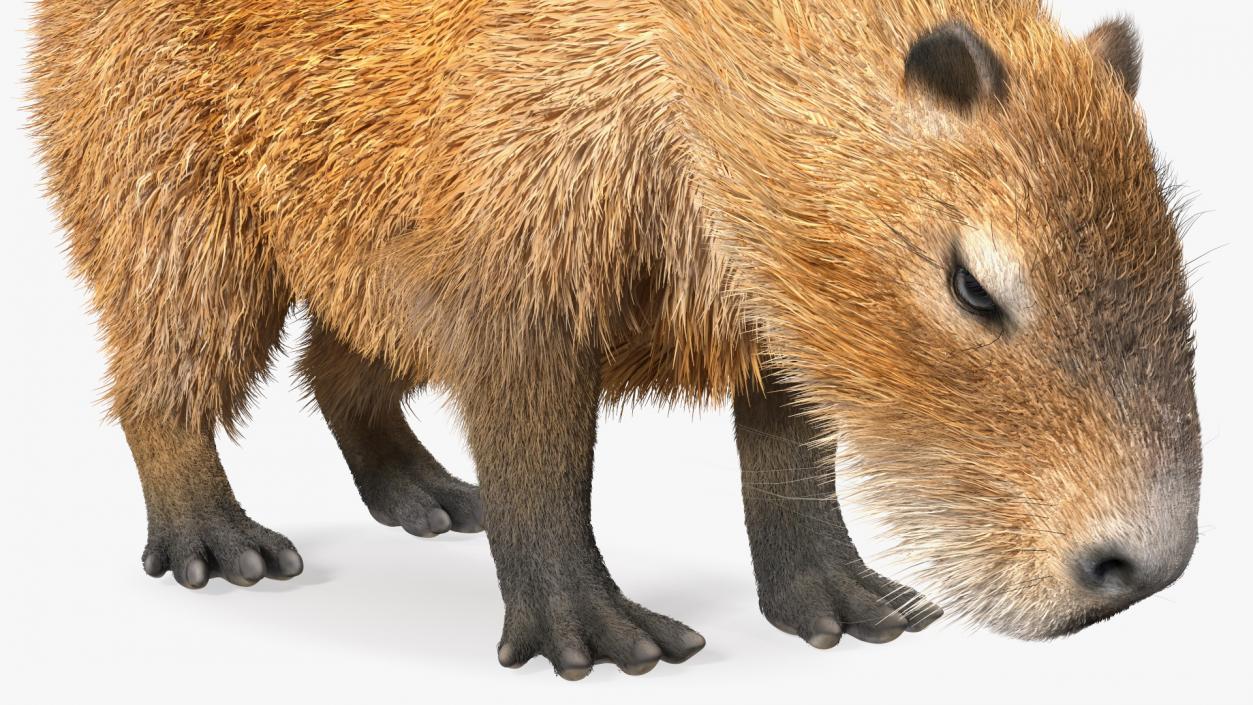 Capybara Eating Pose Fur 3D model