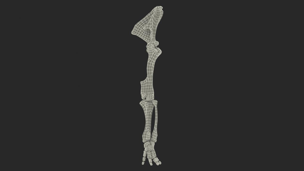 Mammoth Leg Bones 3D