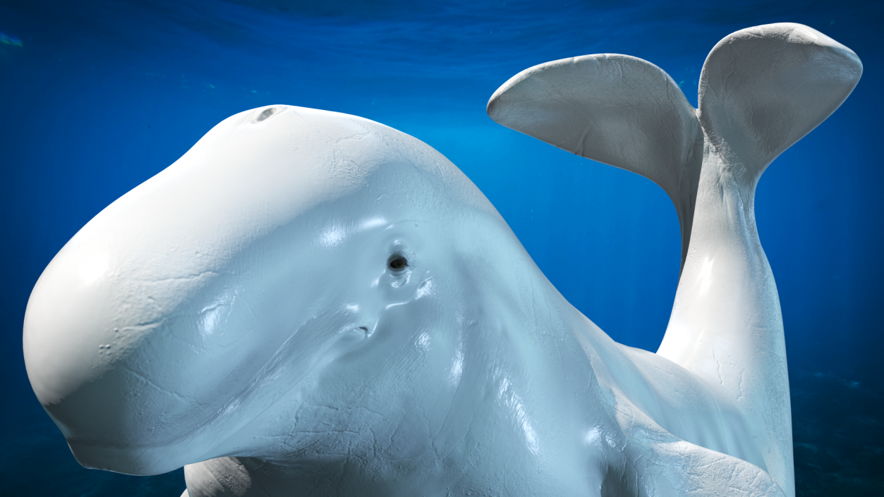 3D model Beluga Whale Adult Performance Pose