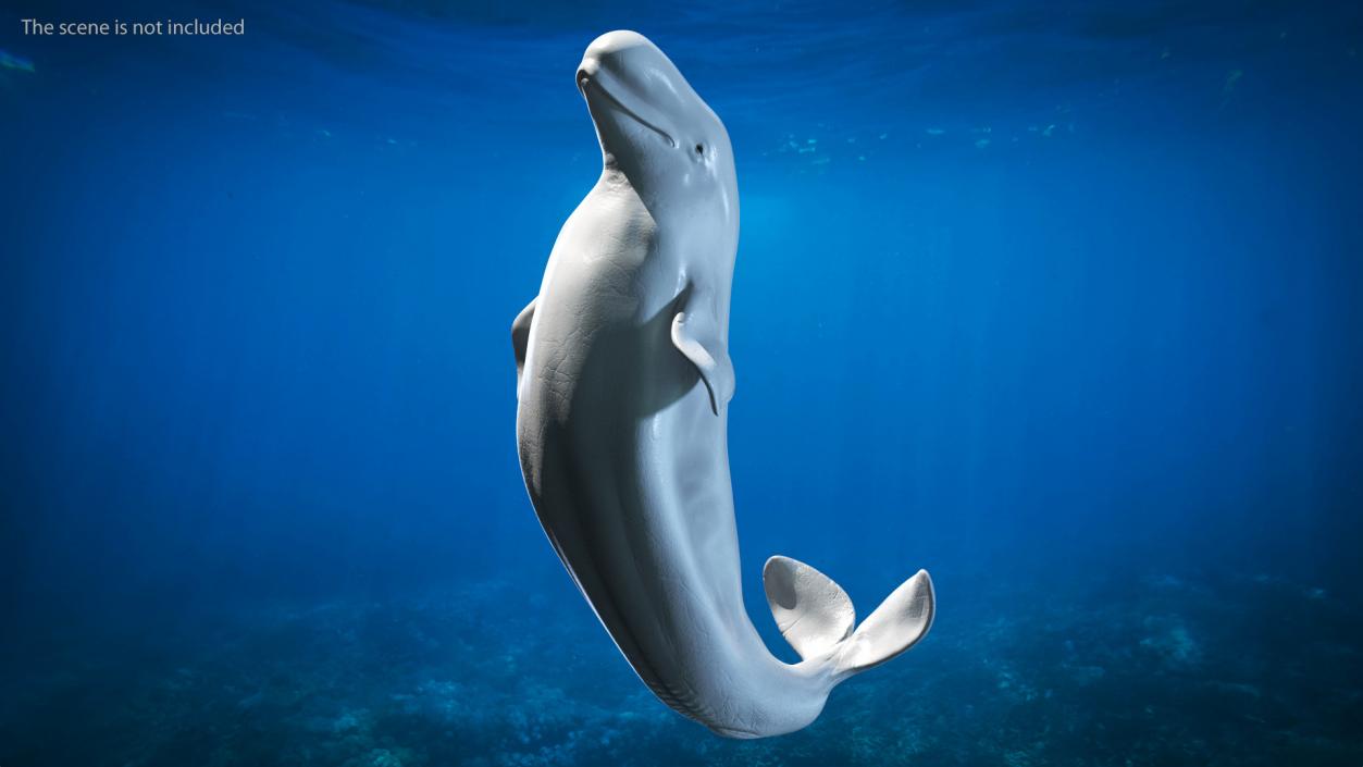 3D model Beluga Whale Adult Performance Pose