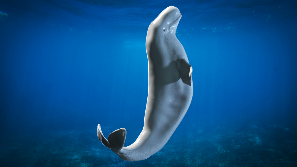 3D model Beluga Whale Adult Performance Pose