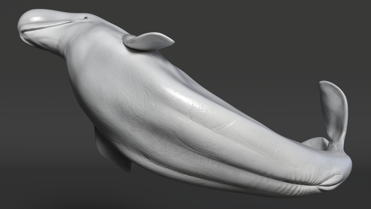 3D model Beluga Whale Adult Performance Pose