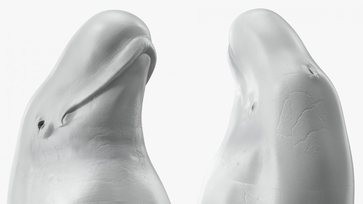 3D model Beluga Whale Adult Performance Pose