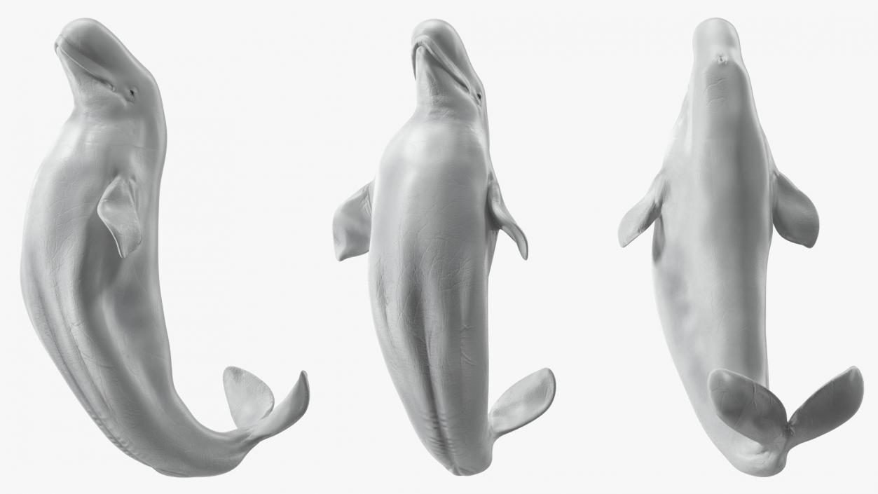 3D model Beluga Whale Adult Performance Pose