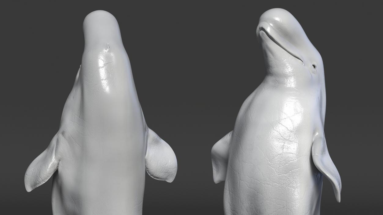 3D model Beluga Whale Adult Performance Pose