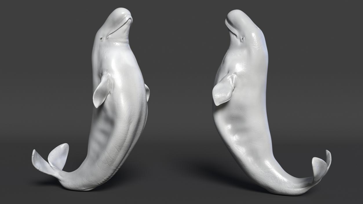 3D model Beluga Whale Adult Performance Pose