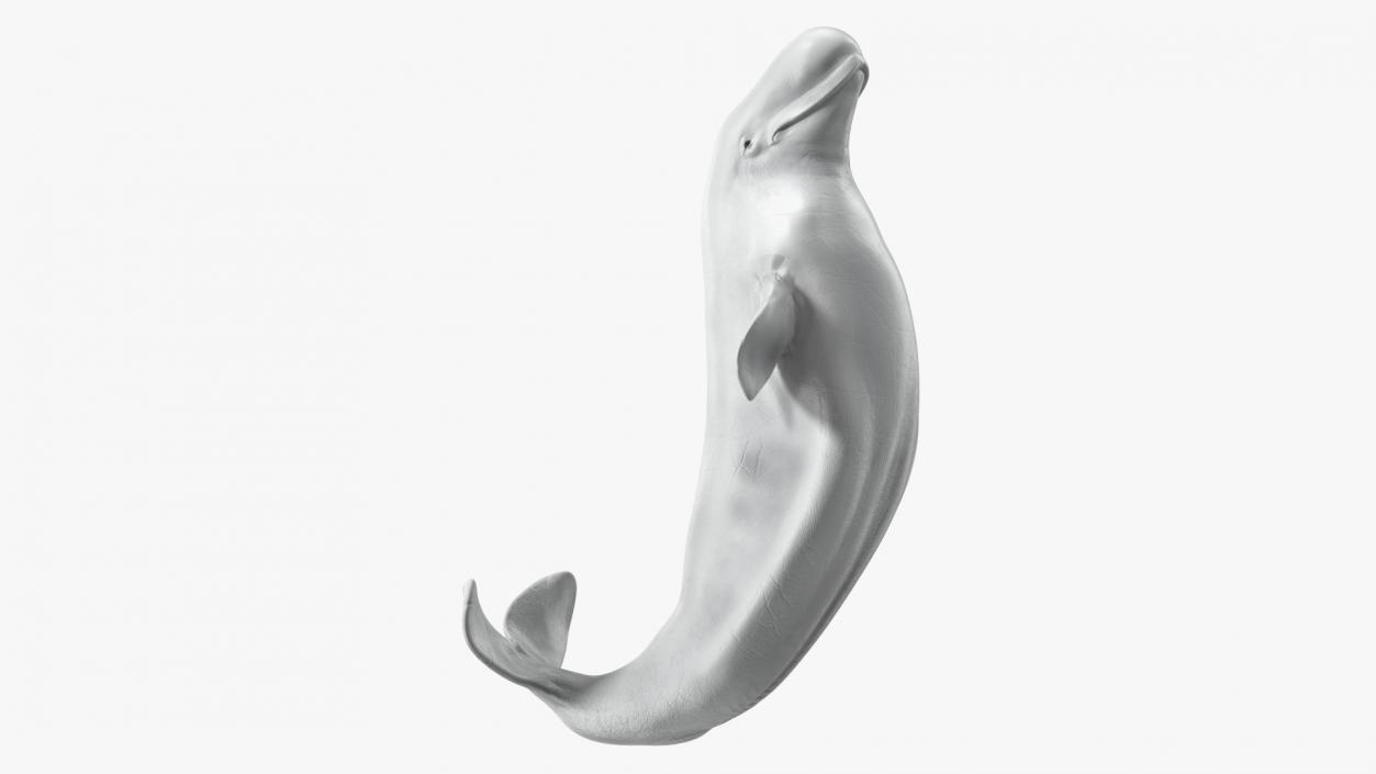 3D model Beluga Whale Adult Performance Pose