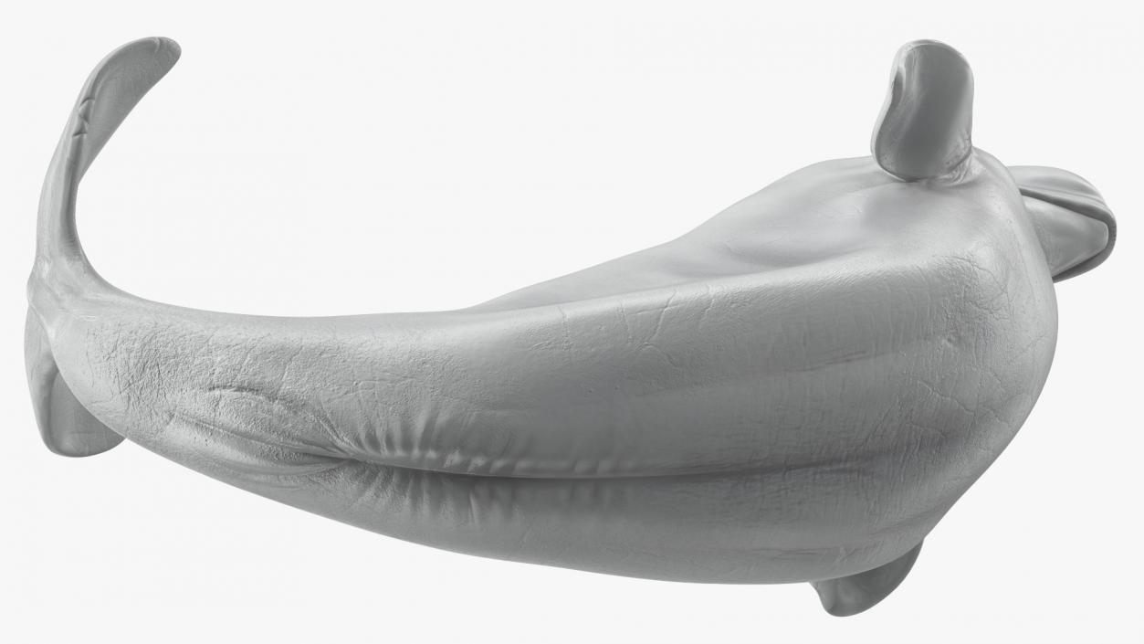 3D model Beluga Whale Adult Performance Pose