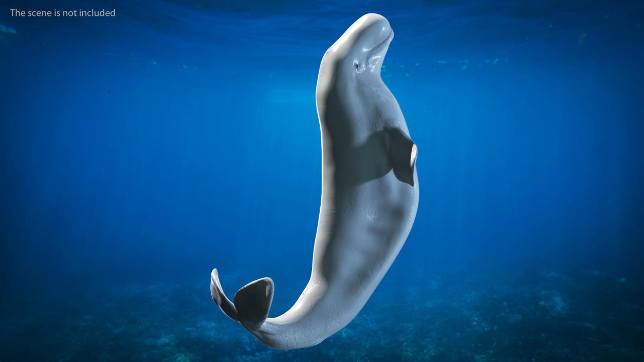 3D model Beluga Whale Adult Performance Pose