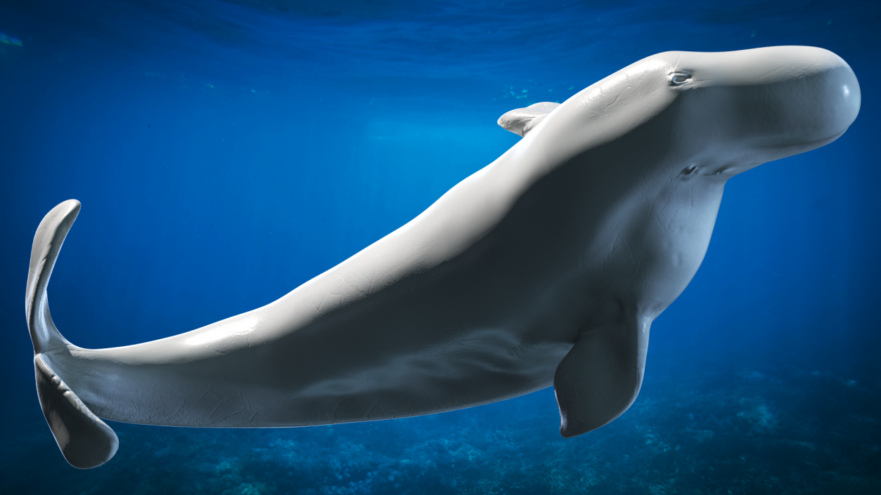 3D model Beluga Whale Adult Performance Pose