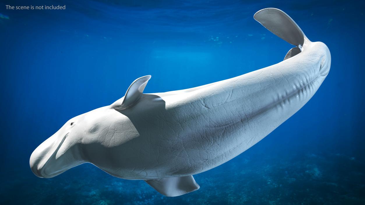 3D model Beluga Whale Adult Performance Pose