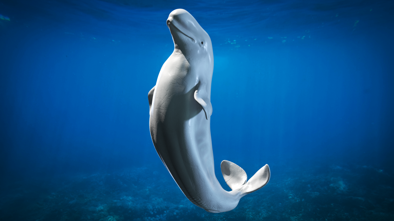 3D model Beluga Whale Adult Performance Pose