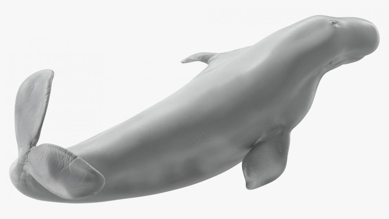 3D model Beluga Whale Adult Performance Pose