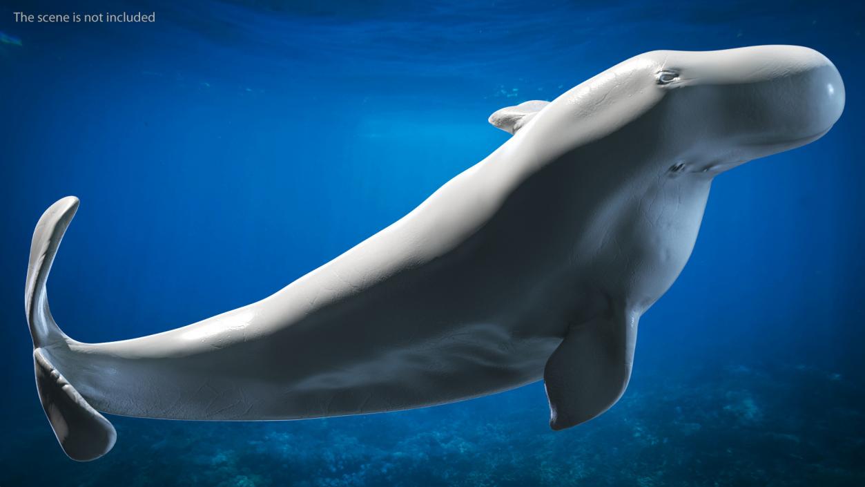 3D model Beluga Whale Adult Performance Pose