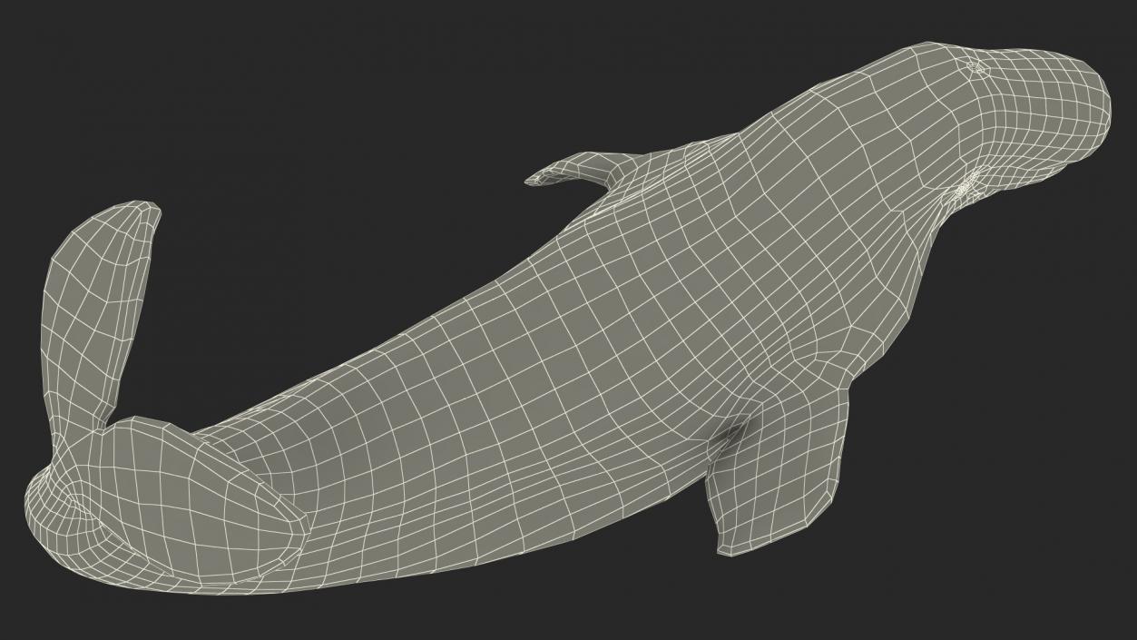 3D model Beluga Whale Adult Performance Pose