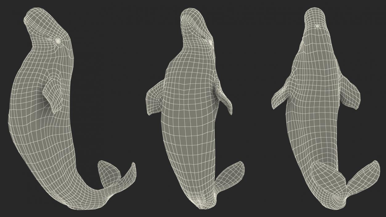 3D model Beluga Whale Adult Performance Pose