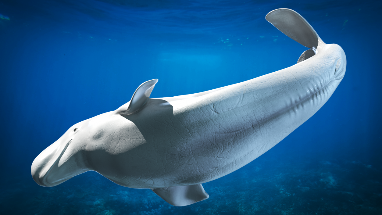 3D model Beluga Whale Adult Performance Pose