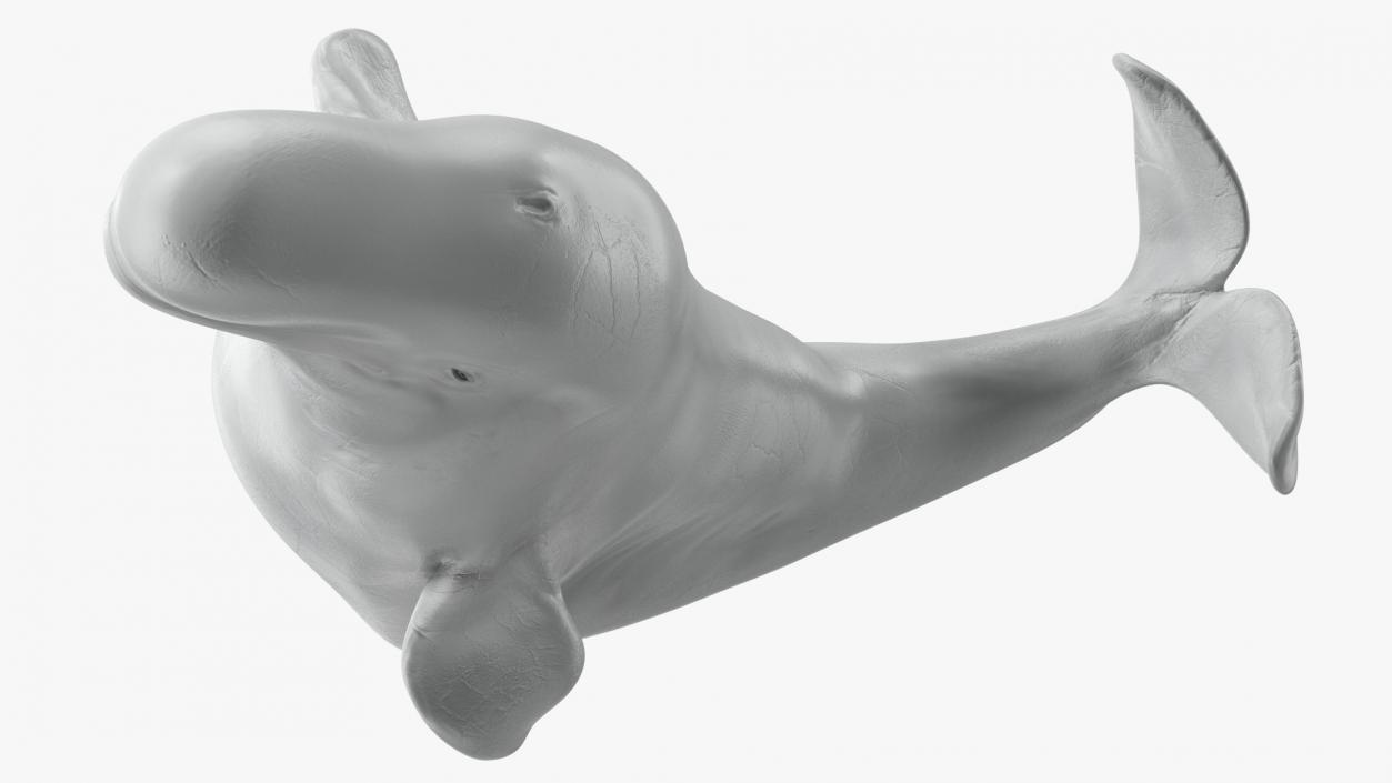 3D model Beluga Whale Adult Performance Pose