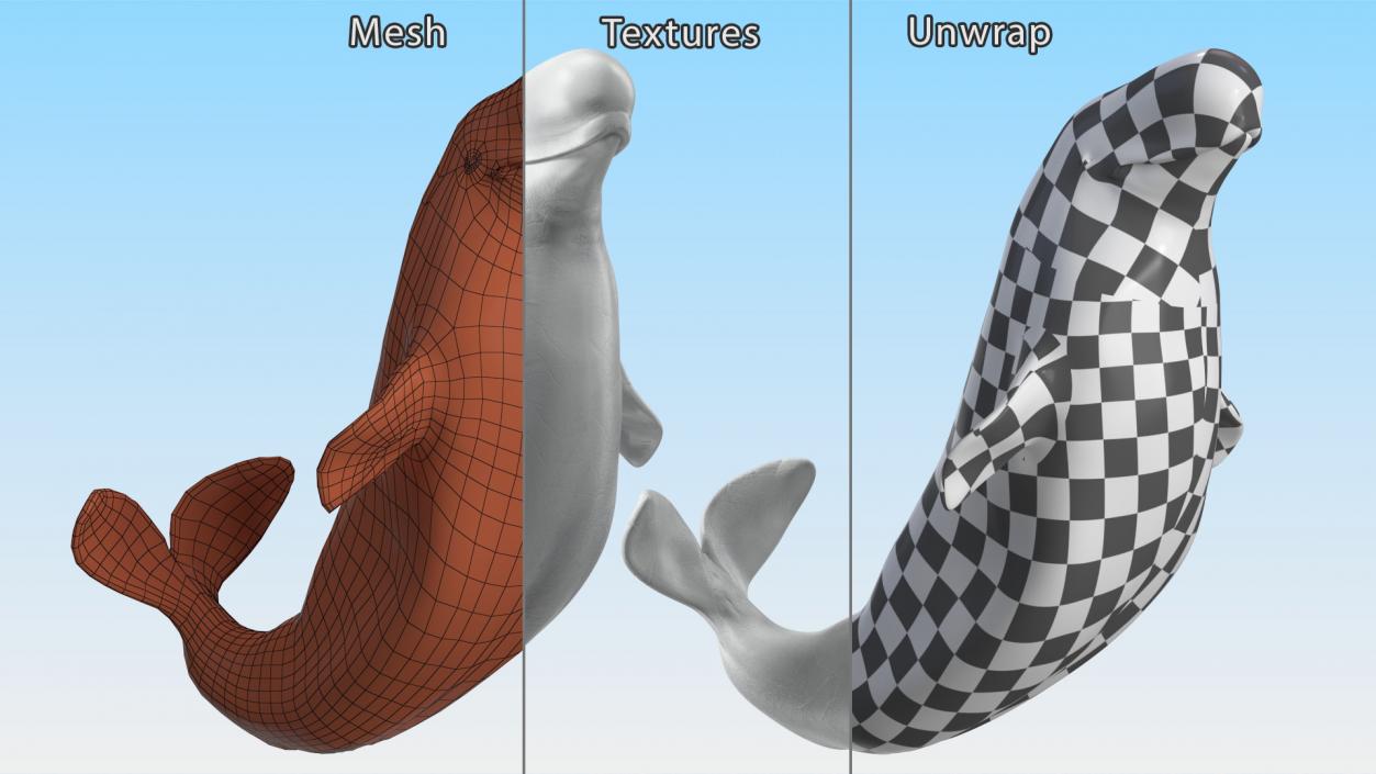 3D model Beluga Whale Adult Performance Pose