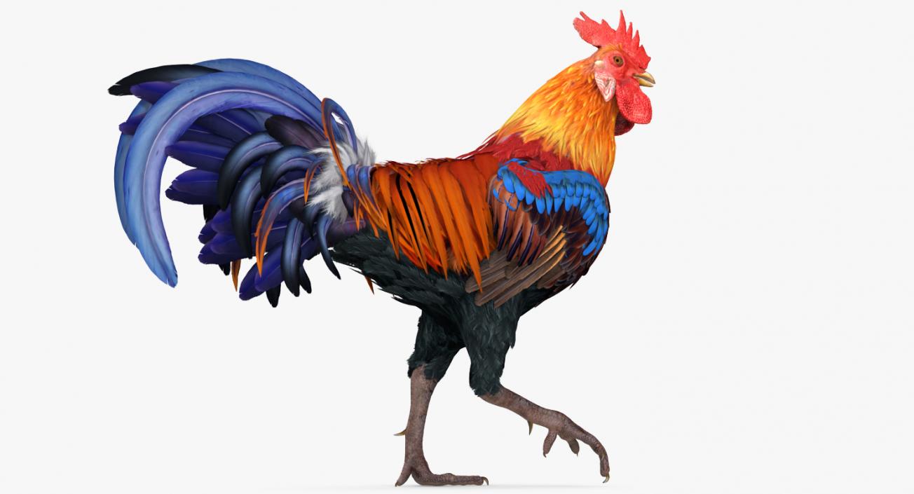 3D model Rooster Walking