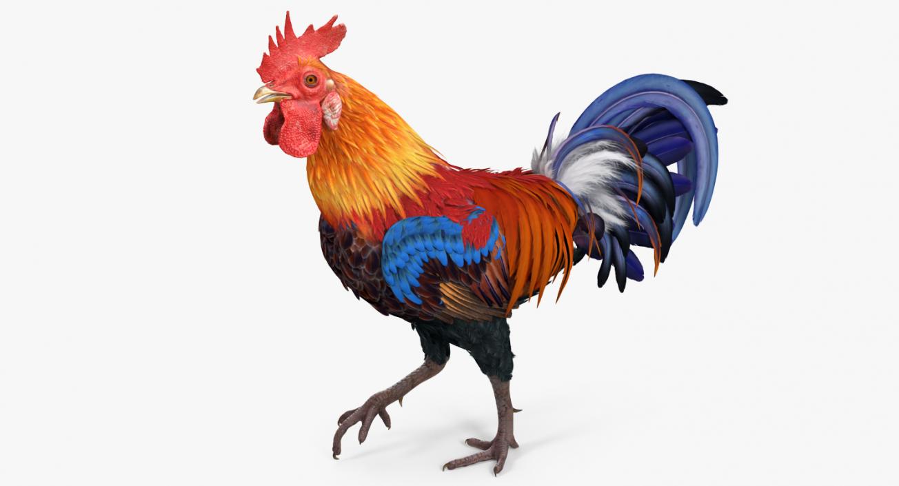 3D model Rooster Walking