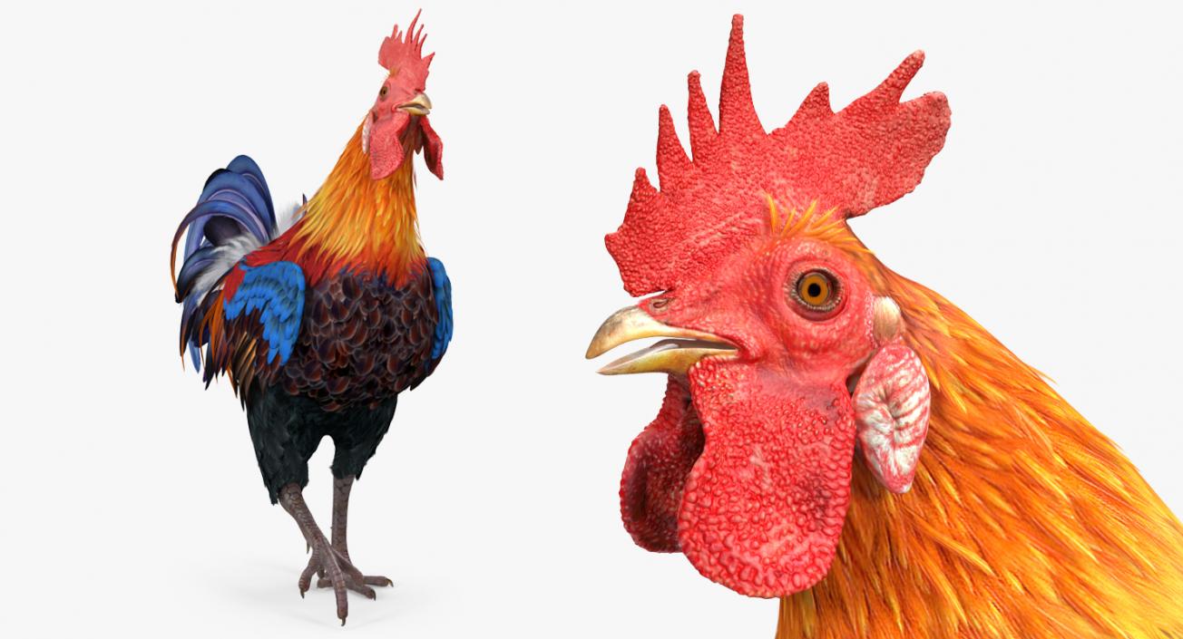 3D model Rooster Walking