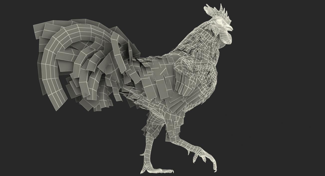 3D model Rooster Walking