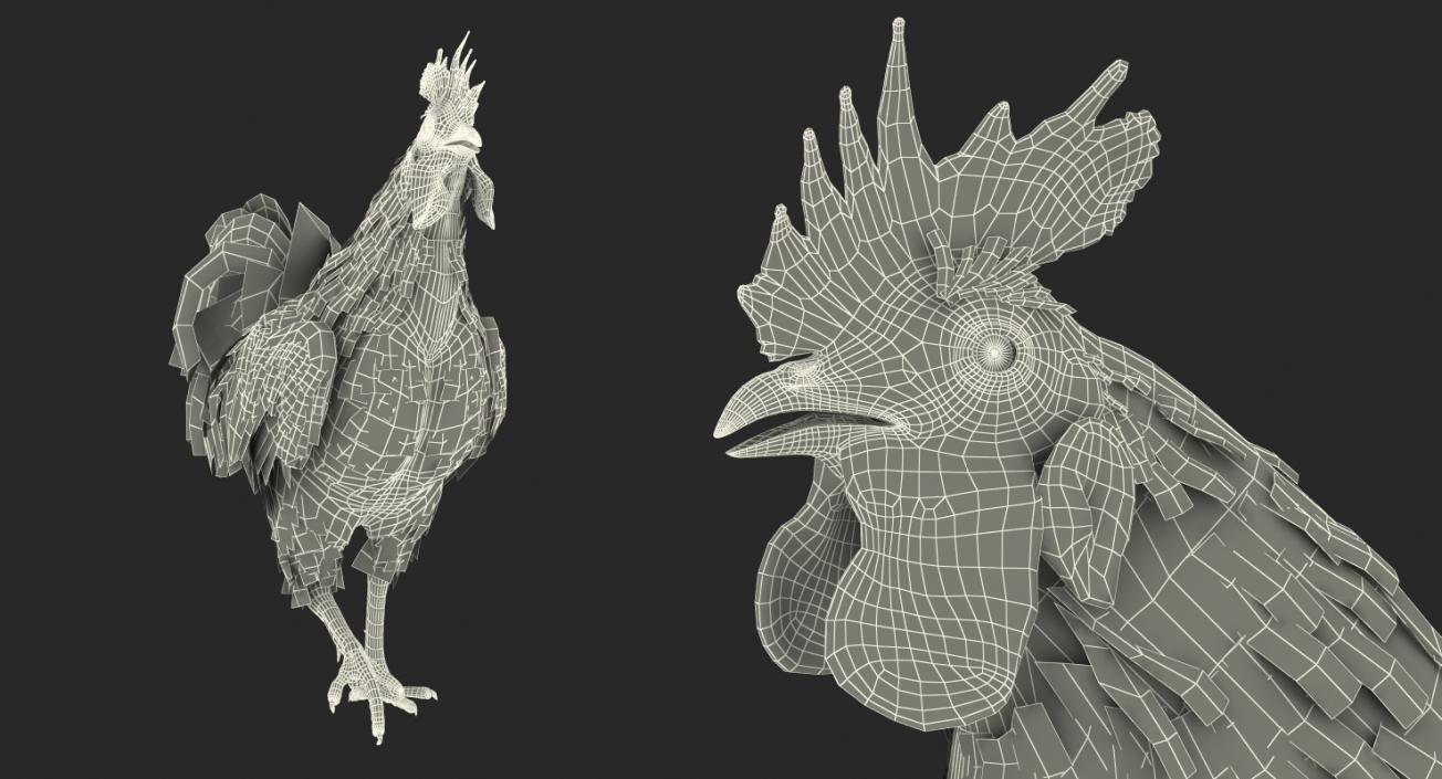 3D model Rooster Walking