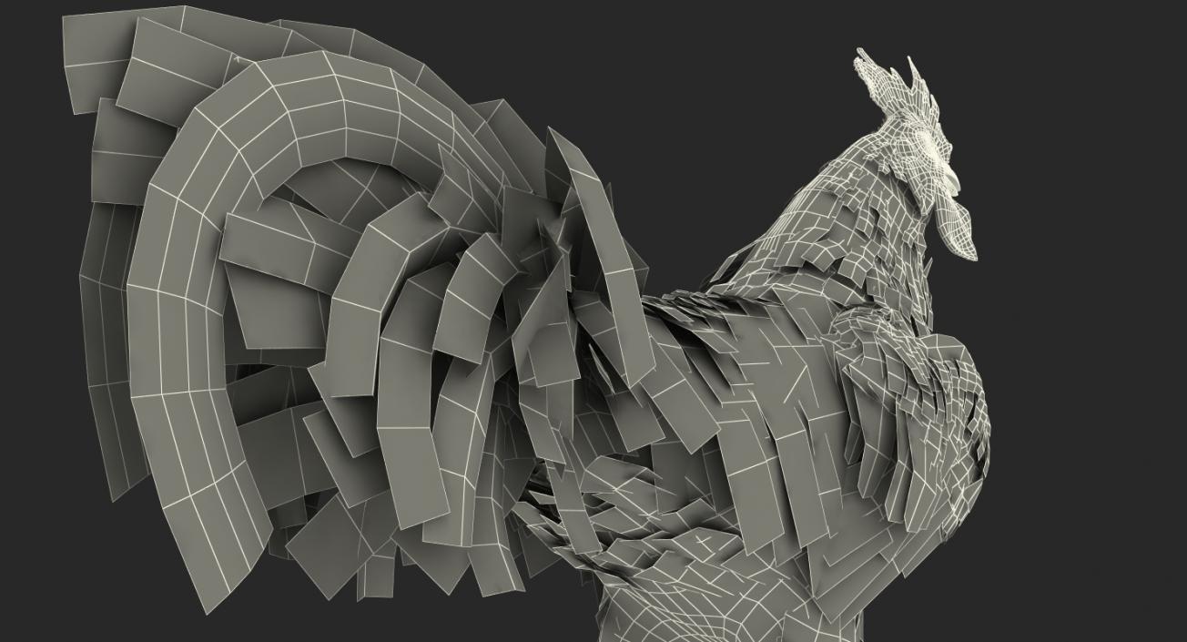 3D model Rooster Walking