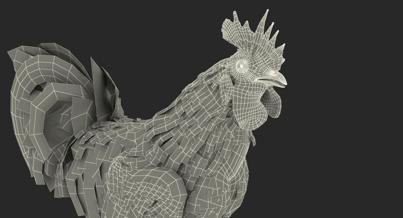 3D model Rooster Walking