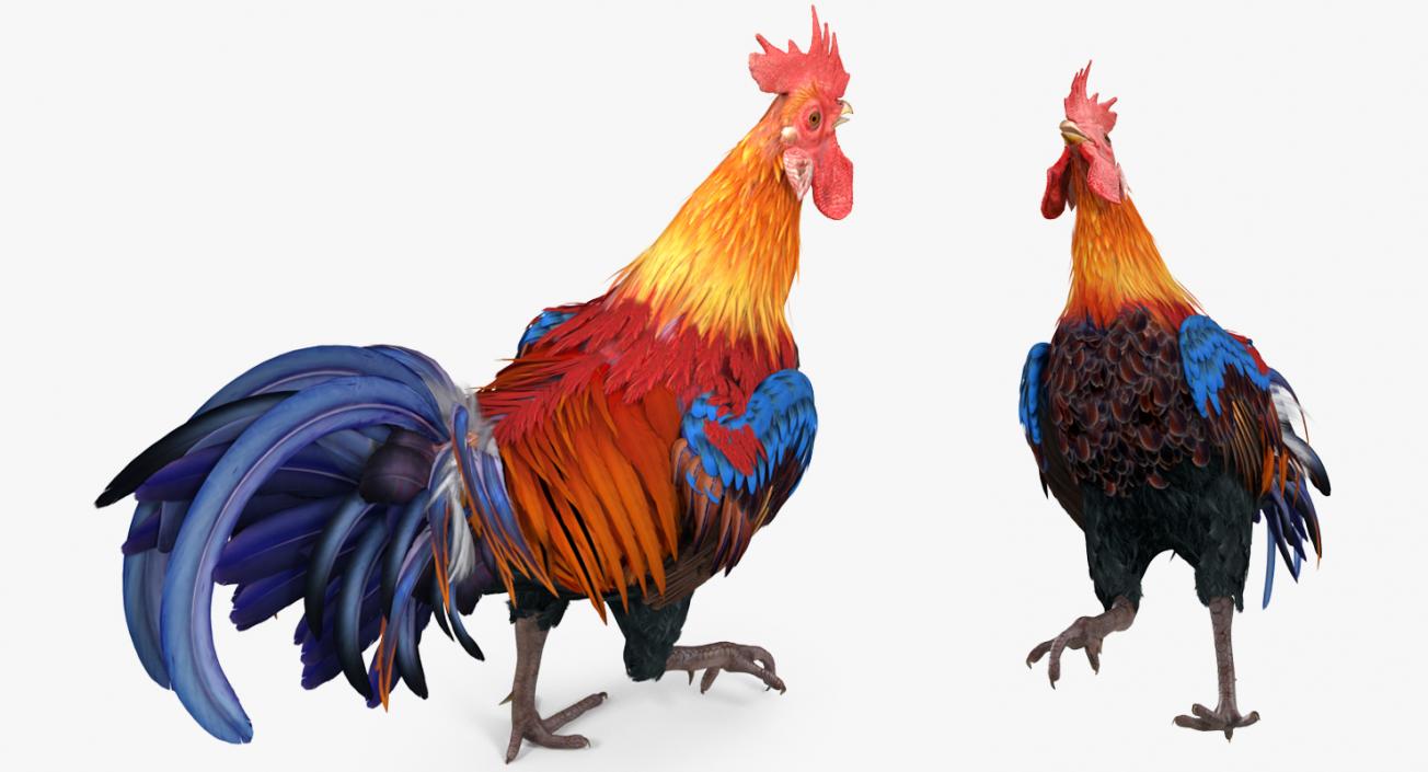 3D model Rooster Walking