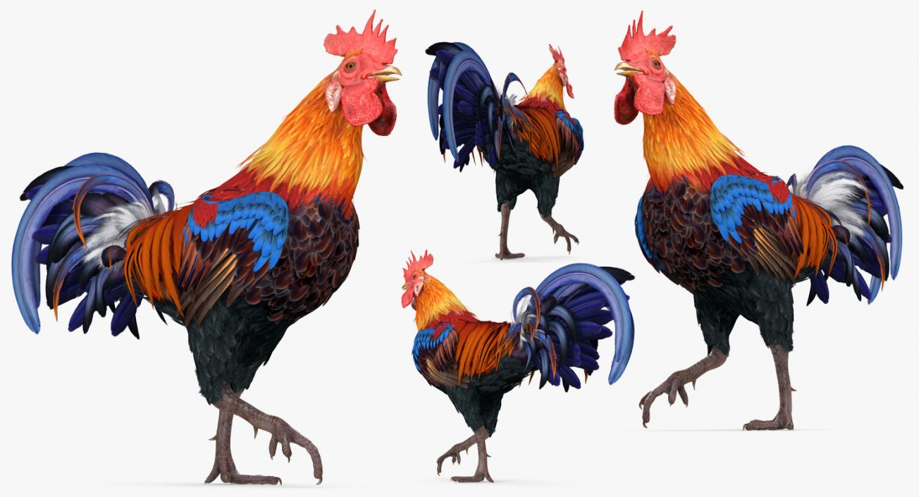 3D model Rooster Walking