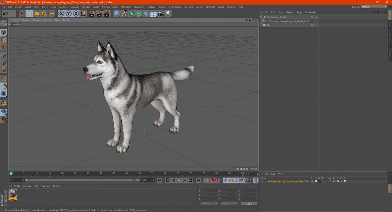 Siberian Husky Gray and White Coat 3D model