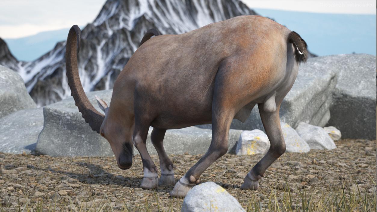 3D model Alpine Ibex with Large Horns 2