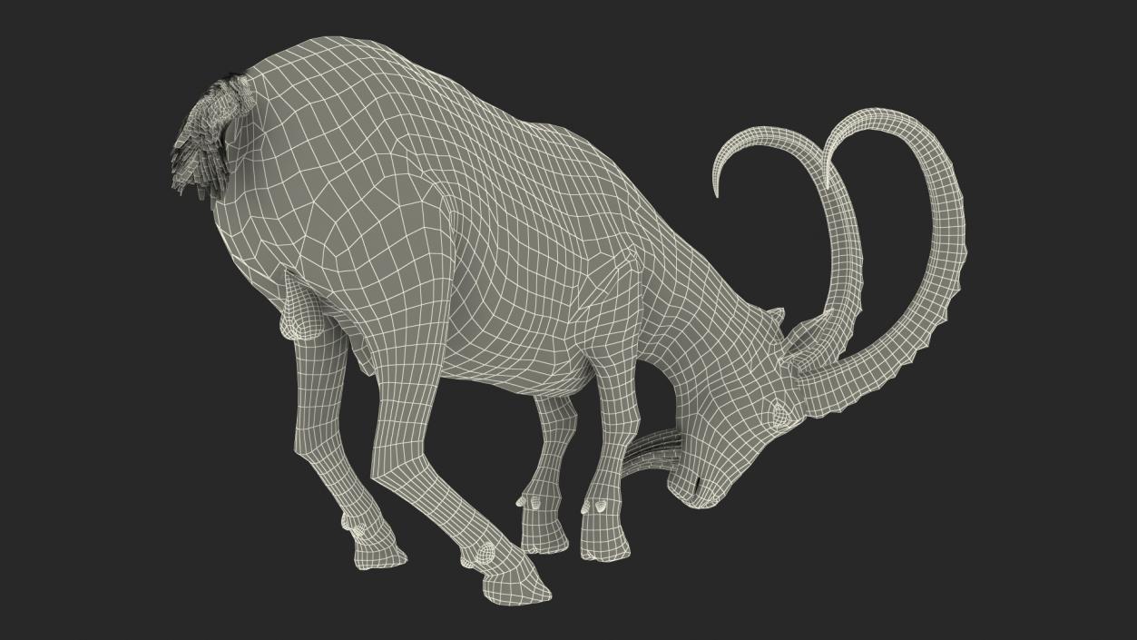 3D model Alpine Ibex with Large Horns 2