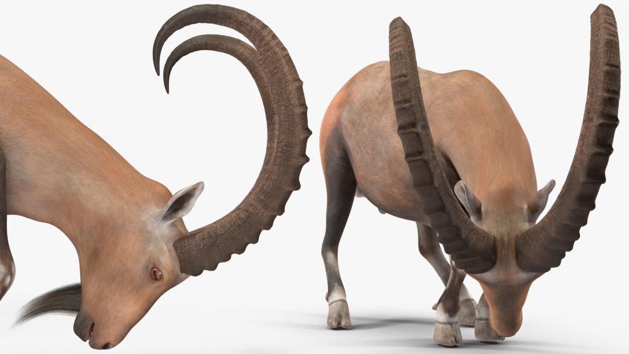 3D model Alpine Ibex with Large Horns 2