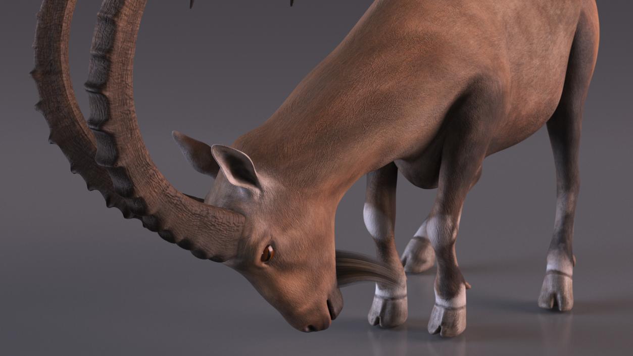 3D model Alpine Ibex with Large Horns 2