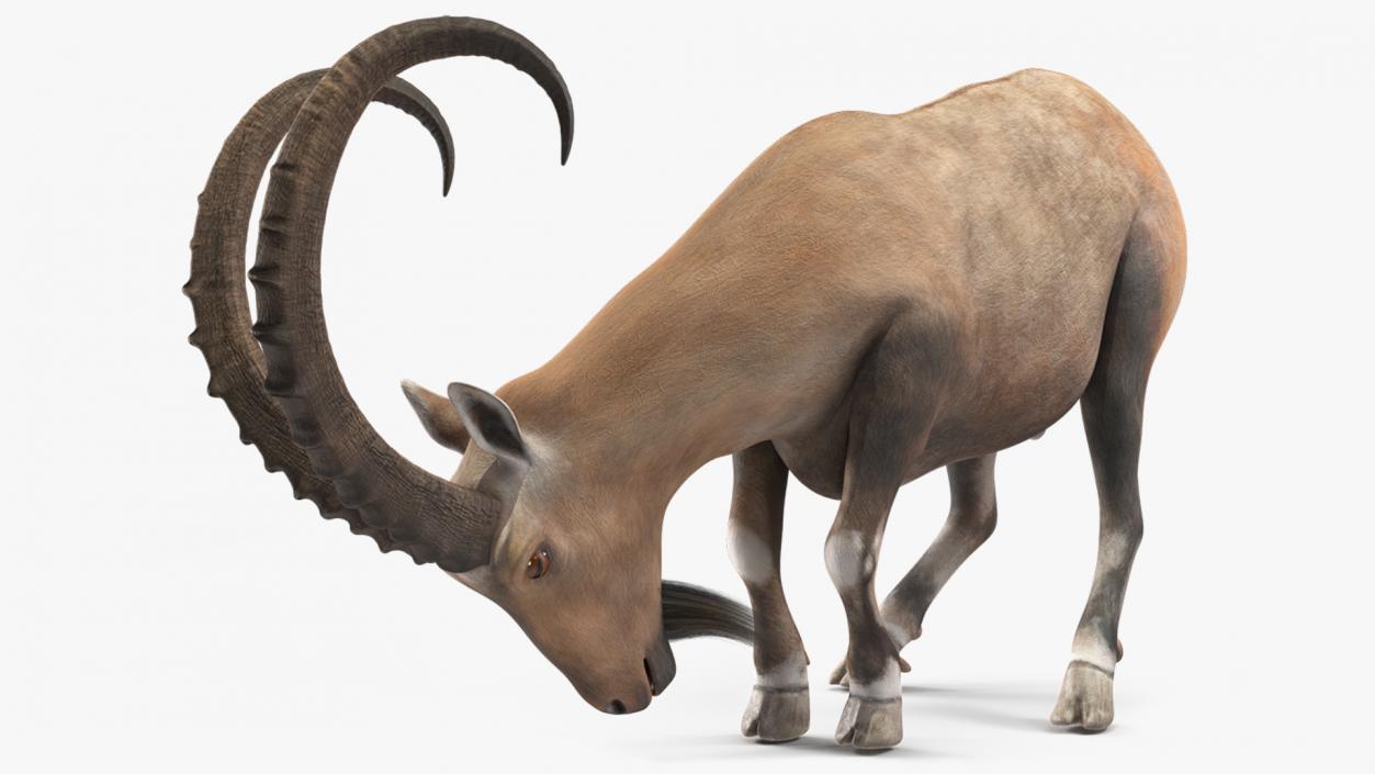 3D model Alpine Ibex with Large Horns 2