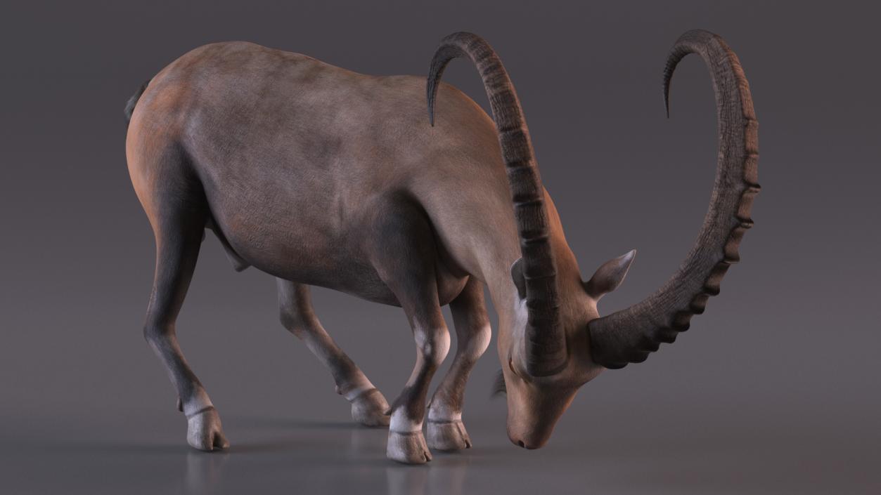 3D model Alpine Ibex with Large Horns 2