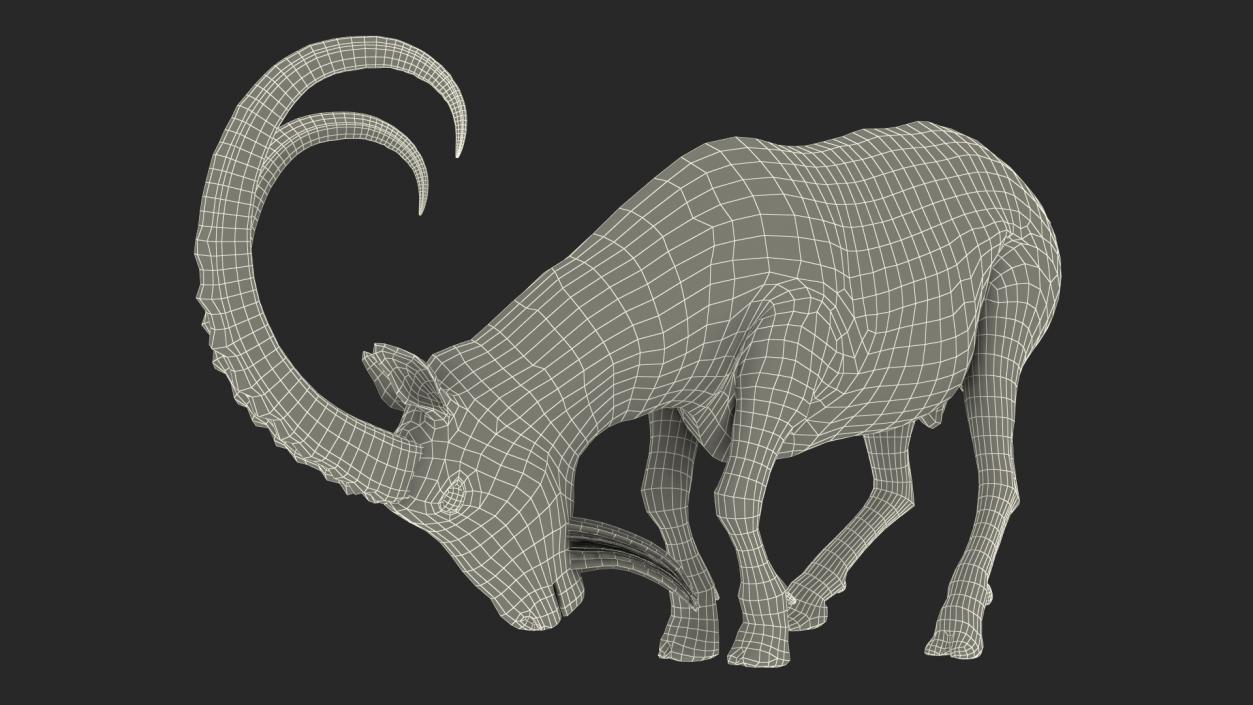 3D model Alpine Ibex with Large Horns 2