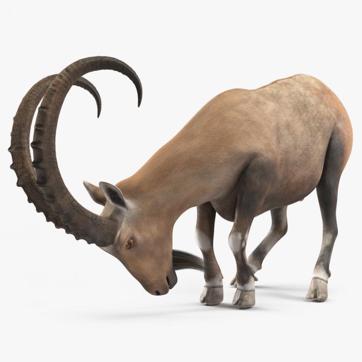 3D model Alpine Ibex with Large Horns 2