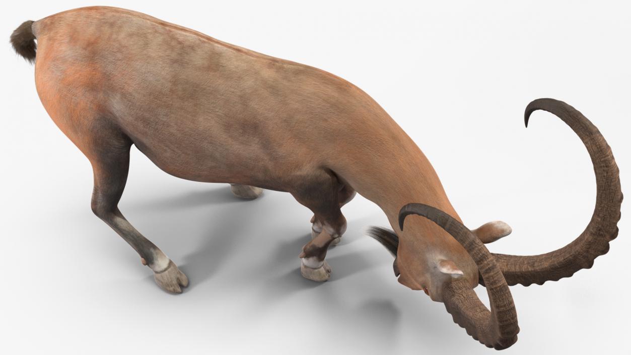 3D model Alpine Ibex with Large Horns 2