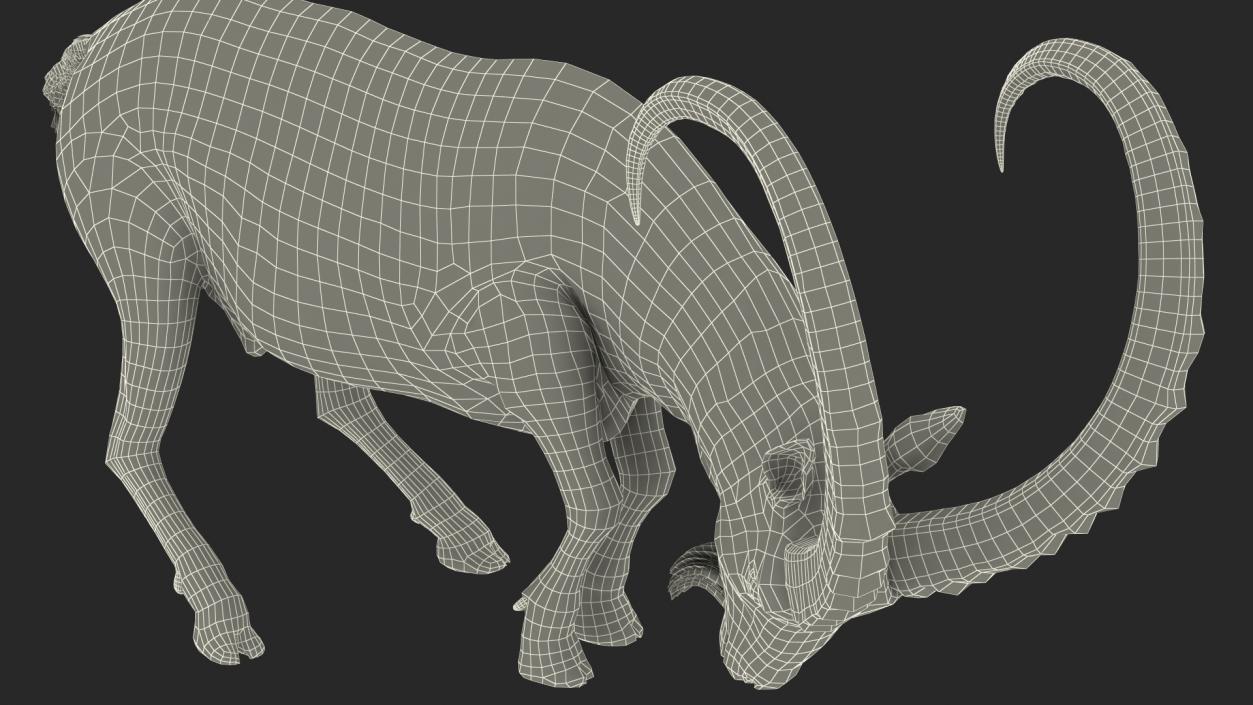 3D model Alpine Ibex with Large Horns 2