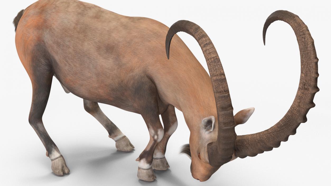 3D model Alpine Ibex with Large Horns 2