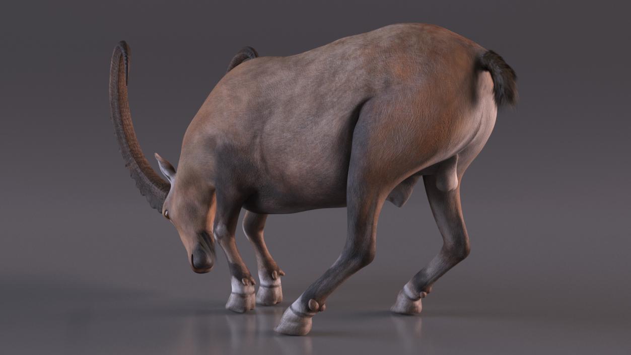 3D model Alpine Ibex with Large Horns 2