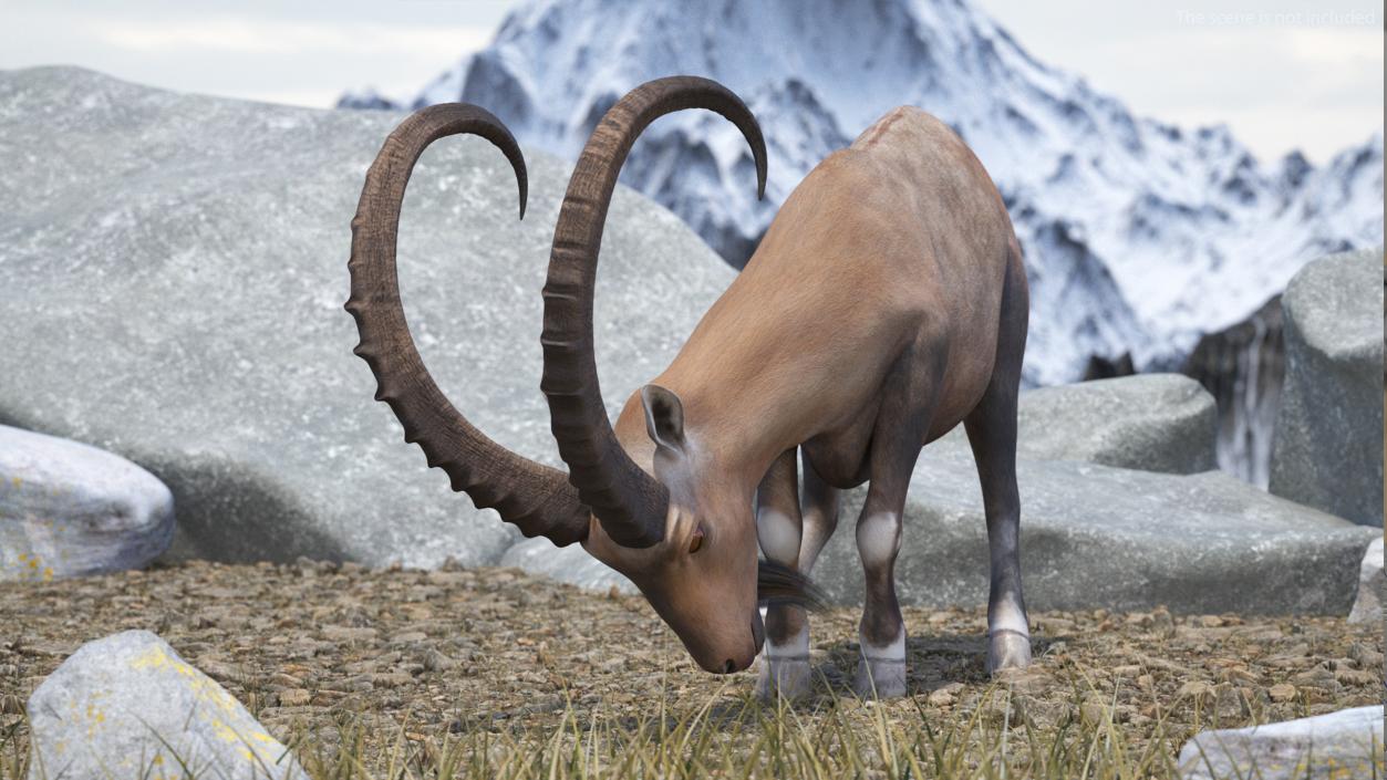 3D model Alpine Ibex with Large Horns 2