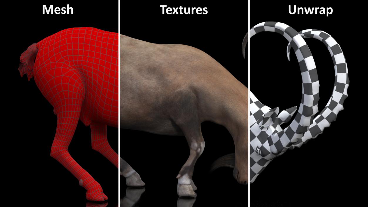 3D model Alpine Ibex with Large Horns 2