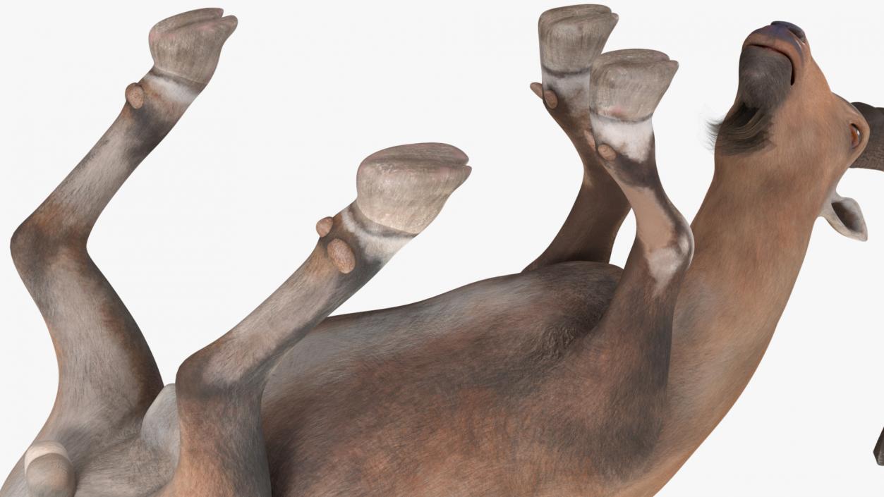 3D model Alpine Ibex with Large Horns 2